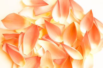 Lotus petal as background, fancy colur
