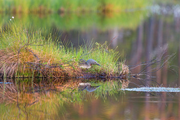 Red throated loon