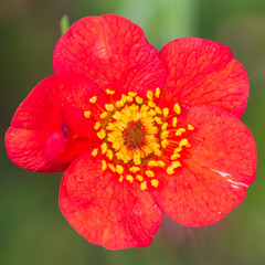 Geum