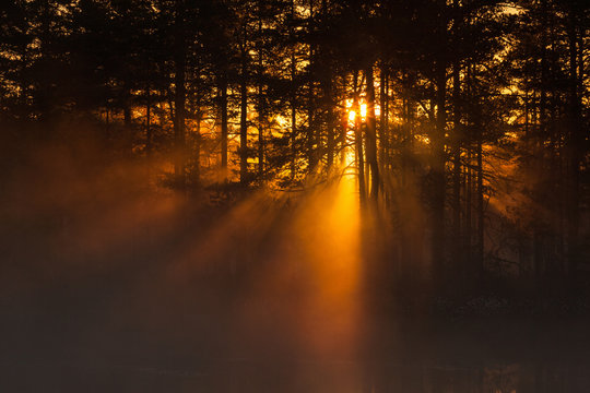 Sunbeams through the forest at sunrise