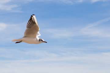 Fliegende Lachmöwe im Profil