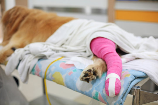 Golden retriever with pink bandage After Veterinary Surgery