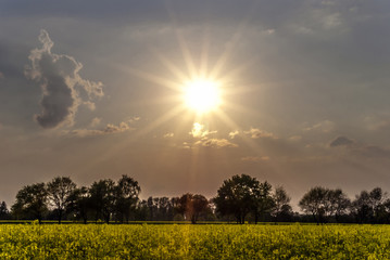 Obraz premium Sunset on rapeseed