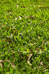 many japanese grass and dry leaf in morning light