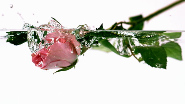 Pink rose falling into water