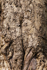 background from old asian tree in sun light