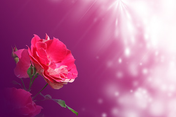 Naklejka premium r'ose sur fond pourpre