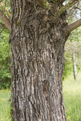 Obraz premium tree in spring