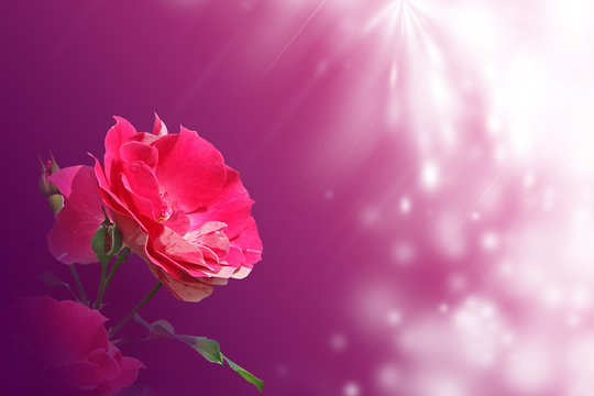 Fototapeta r'ose sur fond pourpre