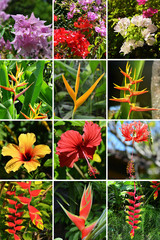 Fleurs exotiques et tropicales