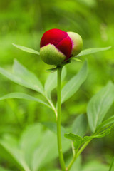 Red Peony flower