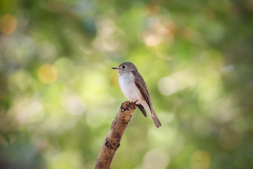 Asian Brown Flycatcher on the branch in nature