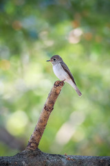 Asian Brown Flycatcher on the branch in nature