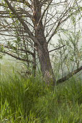 tree in spring