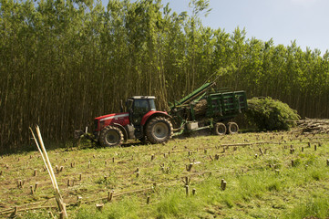 Naklejka premium Exploitation taillis de saules à courte rotation