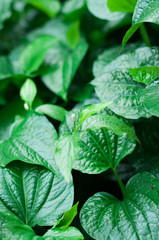 Material. Thai medicinal plants.(Piper sarmentosum Roxb.)
