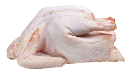 raw plucked fowl chicken isolated
