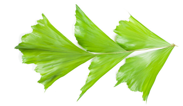 common fishtail palm or Caryota mitis lour palm leaf isolated on