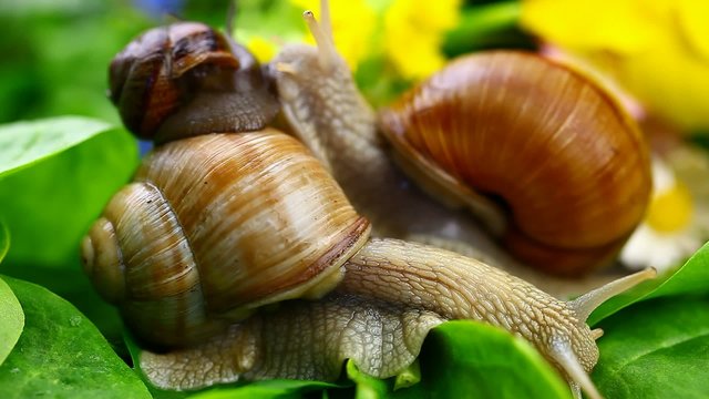Snails-Helix pomatia episode 1