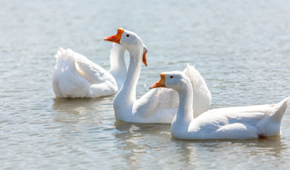 white gooses swimming on river