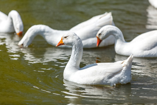 photo of gooses swimming and diving on lake