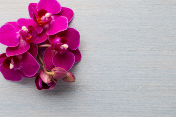 Fototapeta premium Orchid background.