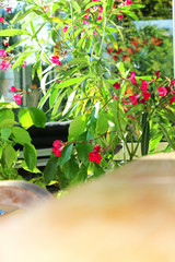 Pflanze/Blume:  Oleander - Laurier-rose