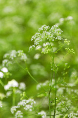 White flowers and fresh green field