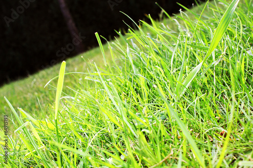 "grüner Rasen..." Stockfotos und lizenzfreie Bilder auf Fotolia.com