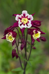 Spring flowers