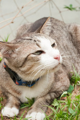 portrait of cat in grass, sunlight
