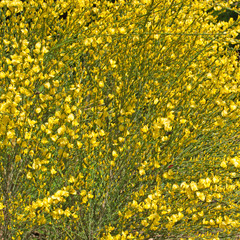 Besenginster - Cytisus scoparius