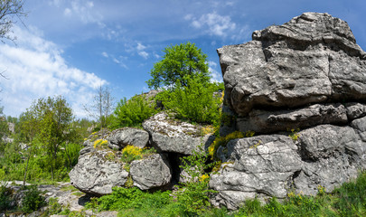 photo of trees growing on mountains
