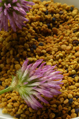 Pollen Polen Polline Пыльца 꽃가루 Pyłek Pólen