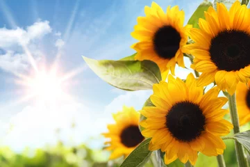 Foto op Plexiglas Veld met zonnebloemen © powerstock