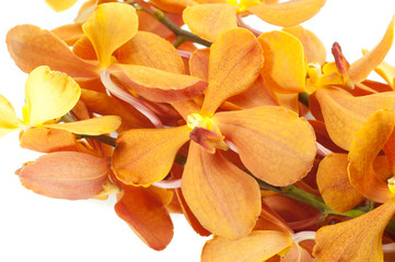 Fototapeta na wymiar pomarańczowy Orchidea samodzielnie na białym tle