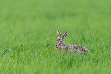 Europäischer Feldhase, Brown hare, Lepus capensis