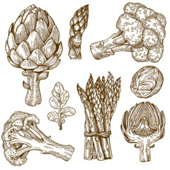 engraving illustration of green vegetables - 64916384