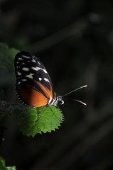Heliconius
