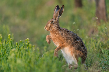 Naklejka premium Europäischer Feldhase, Brown hare, Lepus capensis