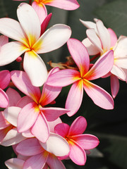 Pink frangipani flowers with green leaves background