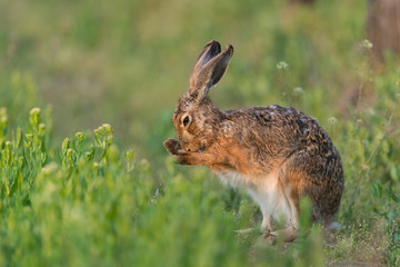 Europ&auml;ischer Feldhase, Brown hare, Lepus capensis