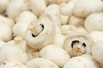 White Champignon
