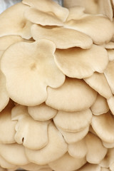 Pleurotus ostreatus