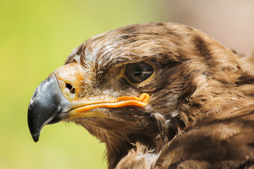 Golden eagle close up