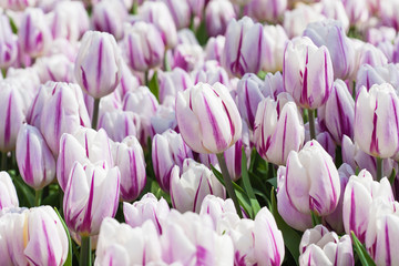 Fototapeta premium white blooming tulips in the spring garden