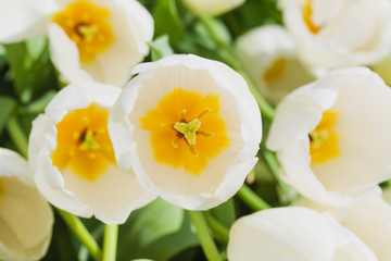 blooming tulips in the spring garden