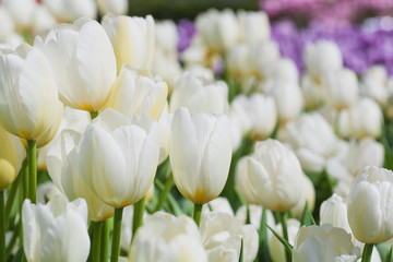 white blooming tulips in the spring garden