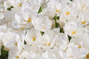 white blooming tulips in the spring garden