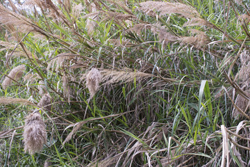Giant canes on weeds background